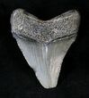 Juvenile Megalodon Tooth #20770-1